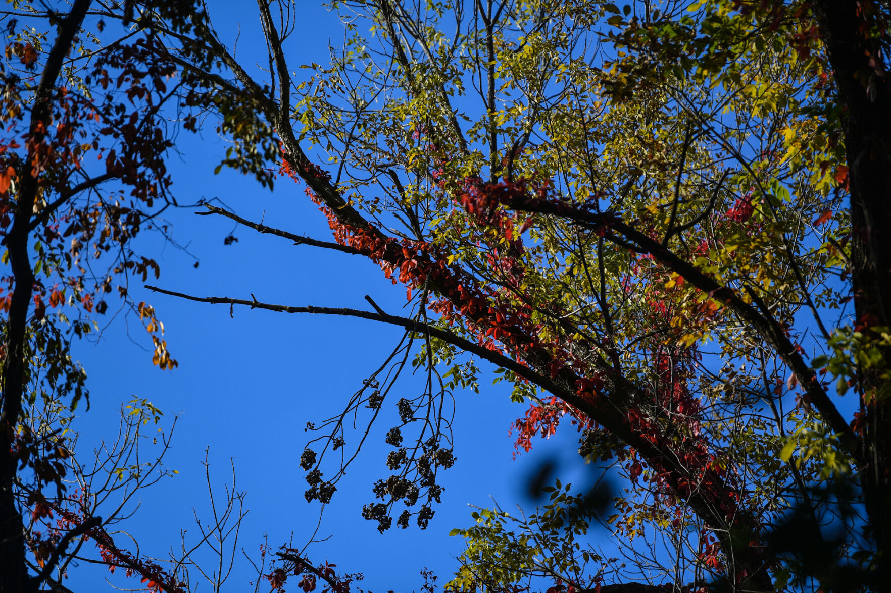 100820-qc-nws-fallcolor-010